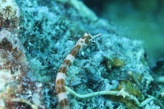Corythoichthys amplexus