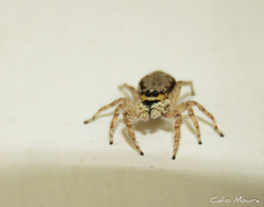 Menemerus bivittatus