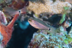 False Ear-Spot Cardinalfish photo 4