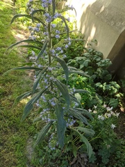 Echium pininana