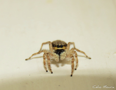 Menemerus bivittatus