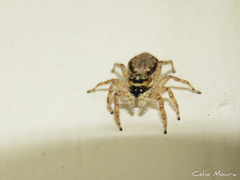 Menemerus bivittatus