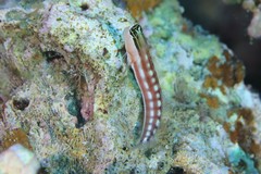 Ecsenius australianus