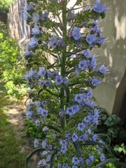 Echium pininana