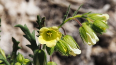 Emmenanthe penduliflora penduliflora