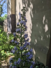 Echium pininana