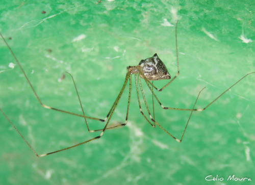 Tailed Cellar Spider