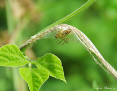 Oxyopes salticus