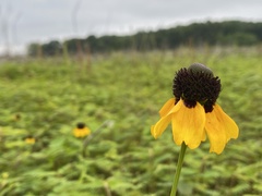 Rudbeckia amplexicaulis