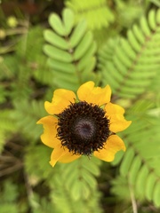 Rudbeckia amplexicaulis