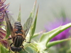 Mesembrius peregrinus