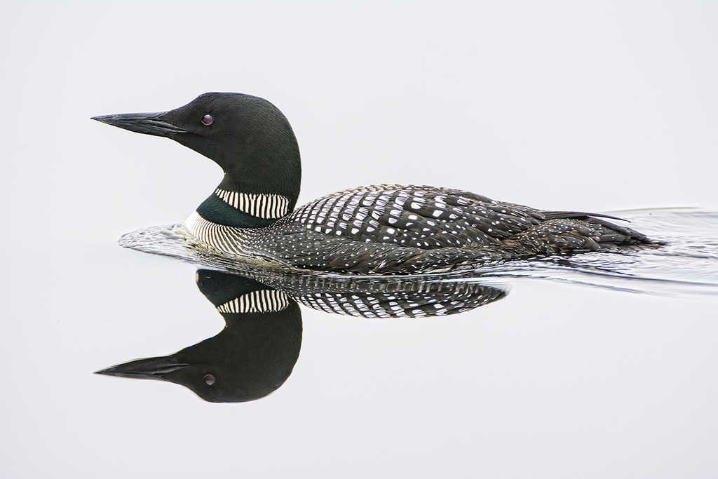 Common Loon (Birds of Lake Sammamish Watershed) · iNaturalist