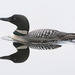 Common Loon - Photo (c) waiken, some rights reserved (CC BY-NC)