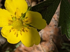 Potentilla reptans