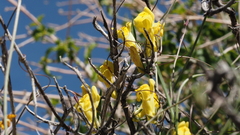 Neogaerrhinum filipes