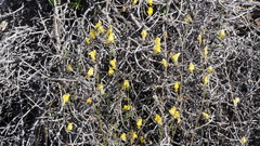 Neogaerrhinum filipes