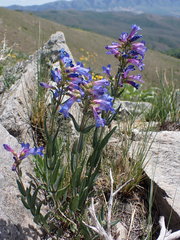 Penstemon radicosus