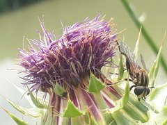 Mesembrius peregrinus