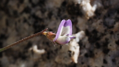 Astragalus nuttallianus imperfectus