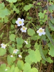 Romanzoffia sitchensis