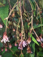 Aristeguietia glutinosa