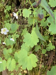 Romanzoffia sitchensis