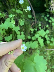 Romanzoffia sitchensis