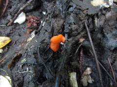 Scutellinia patagonica
