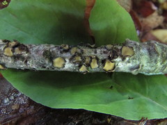 Coccomyces triangularis