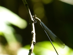 Mecistogaster modesta