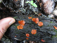 Scutellinia patagonica