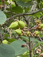 Paulowniaceae