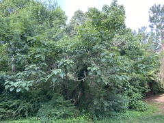 Paulowniaceae
