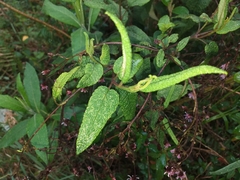 Aristeguietia glutinosa