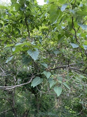 Paulowniaceae