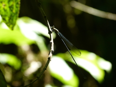 Mecistogaster modesta