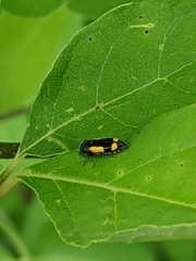Ptosima gibbicollis