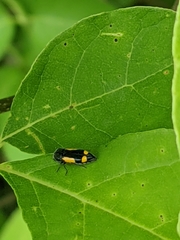 Ptosima gibbicollis