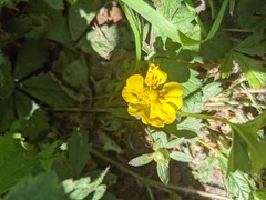 Potentilla reptans