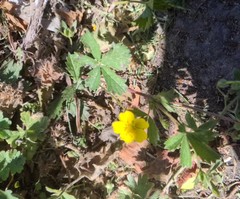 Potentilla reptans