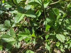 Potentilla reptans