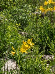 Hemerocallis lilioasphodelus