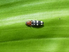 Platycrepidius duodecimnotatus