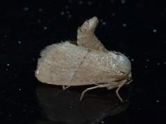 Apoda latomia