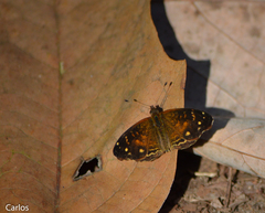 Anthanassa atronia