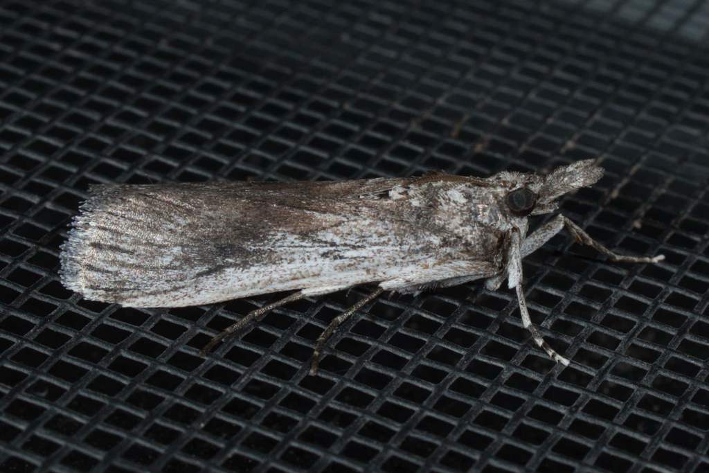 Melitara apicigrammella
