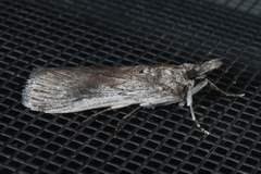 Melitara apicigrammella