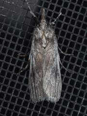 Melitara apicigrammella