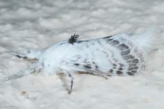 Apotolype brevicrista