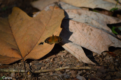 Anthanassa atronia